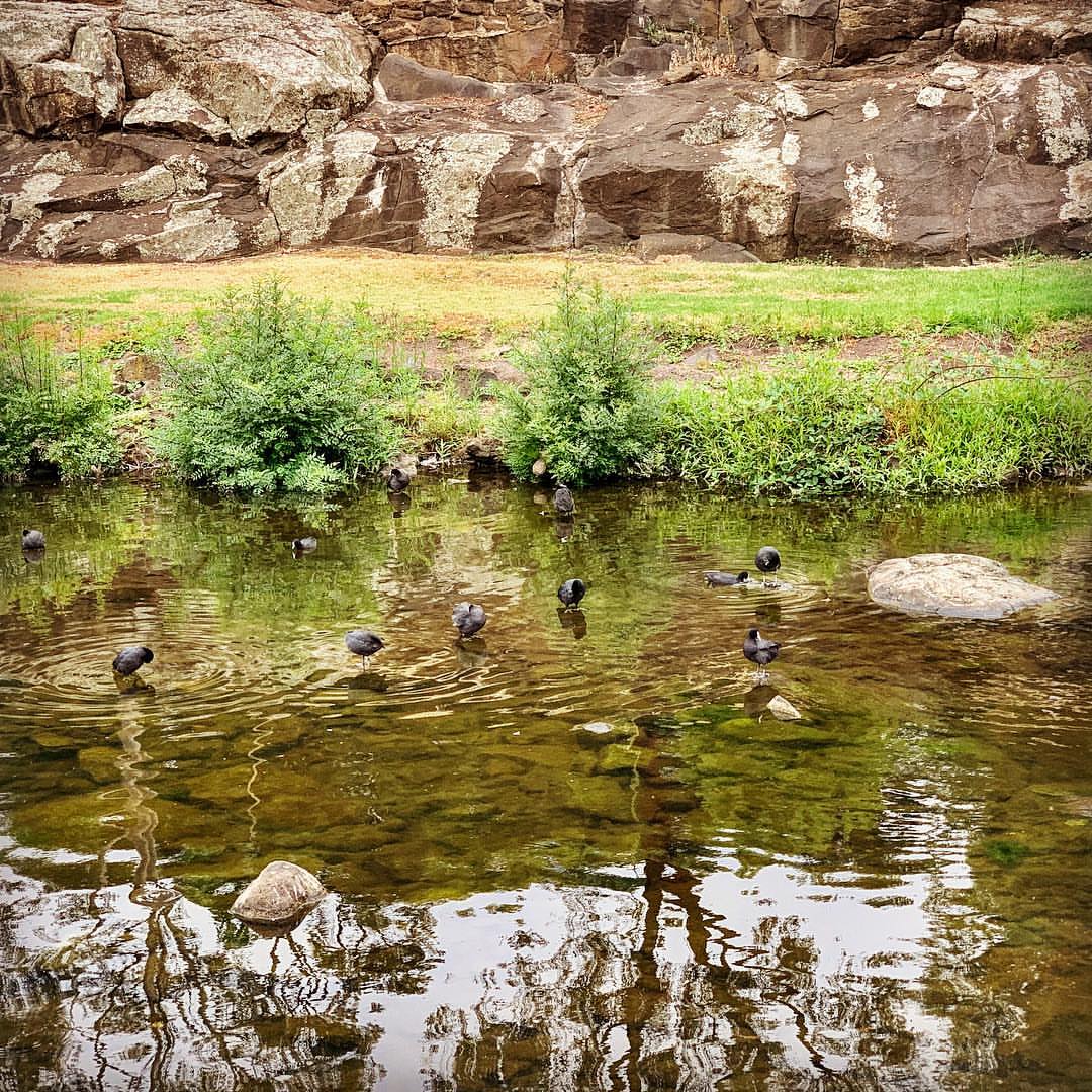 Good morning... ducks? fowl? some other water bird?