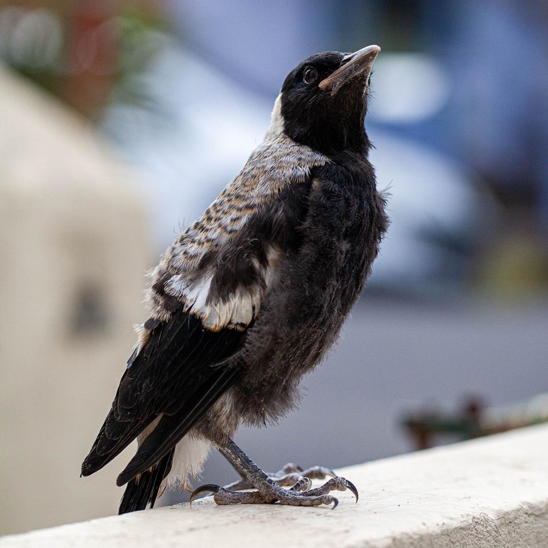 These two magpies have turned up in the front yard and have decided to stay. They appear to not be scared of us… the cat is scared of them. We are on Hitchcock level orange alert.