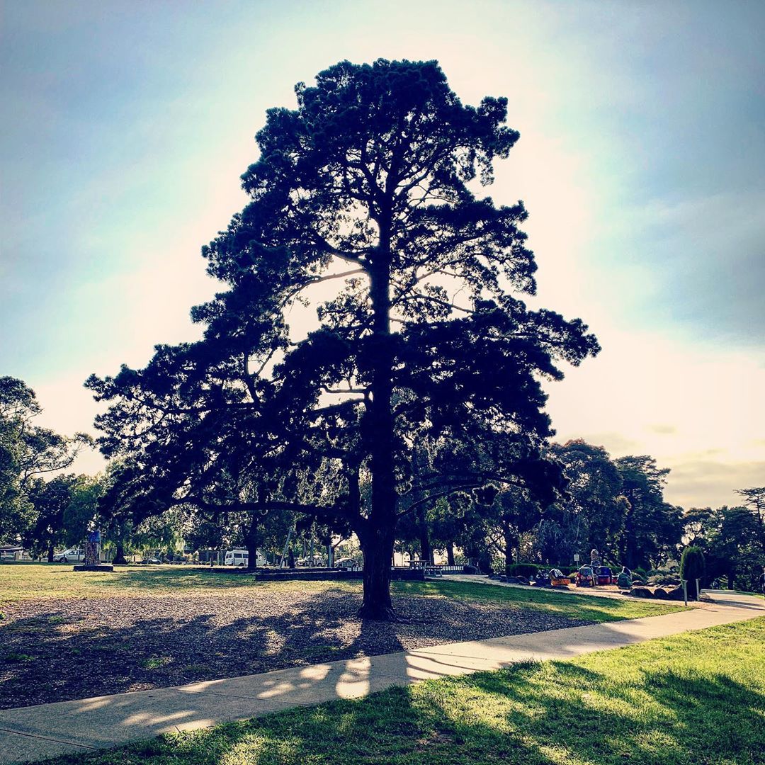 Good morning, old tree!