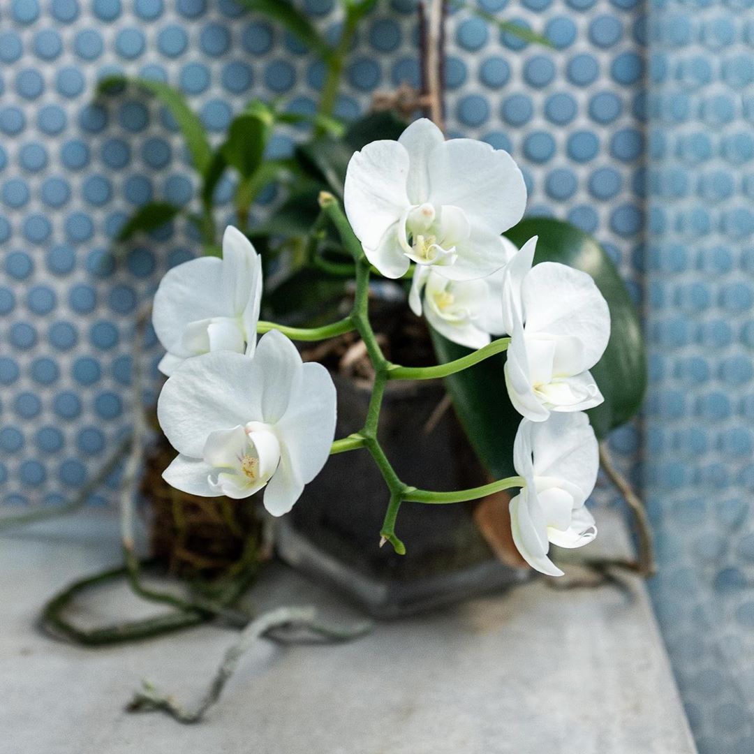 Putting this orchid on the shower bench has been a surprisingly good plan... it’s very happy and flowering again in its new spot.