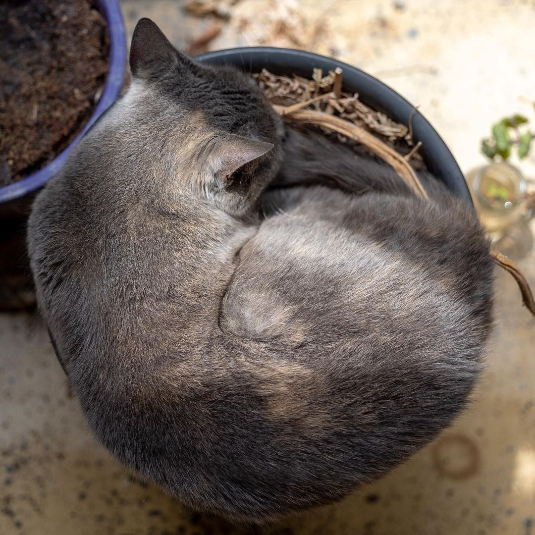 So many ways to sleep in a plant pot