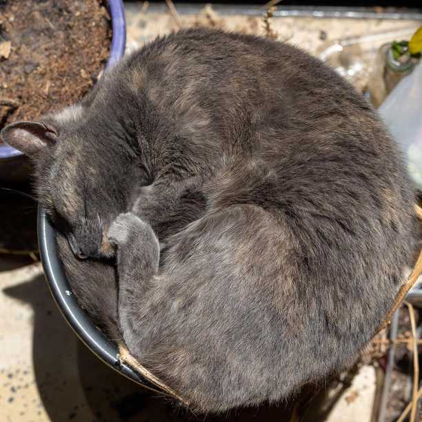 So many ways to sleep in a plant pot