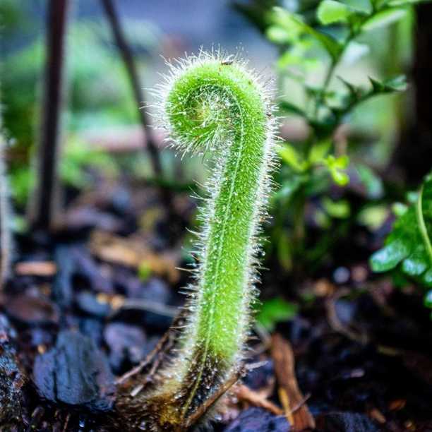 Spring! New growth in the fernery, this little one is a few centimetres high and I’m sure it wasn’t there last weekend...