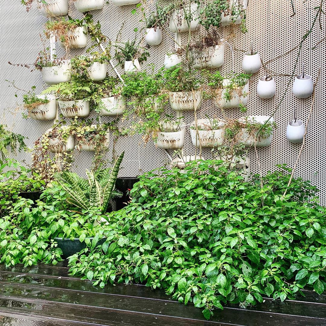 I cleared out (most of) this mystery plant that had taken over a corner of the courtyard. It was nice to have lazy greenery that I didn’t have to do anything for, but really I should be planting something that is not mysterious and potentially toxic.