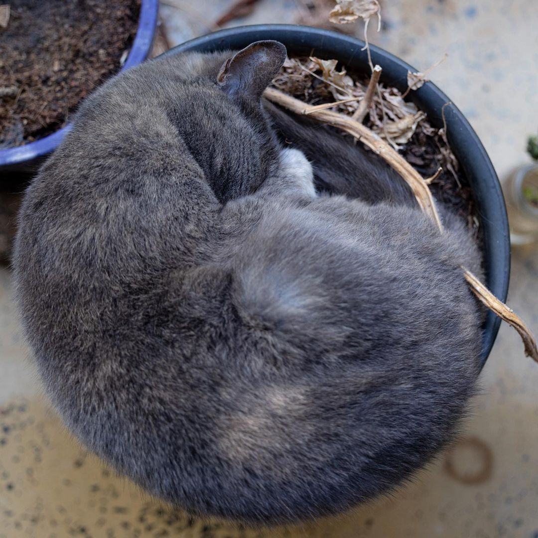 New plant