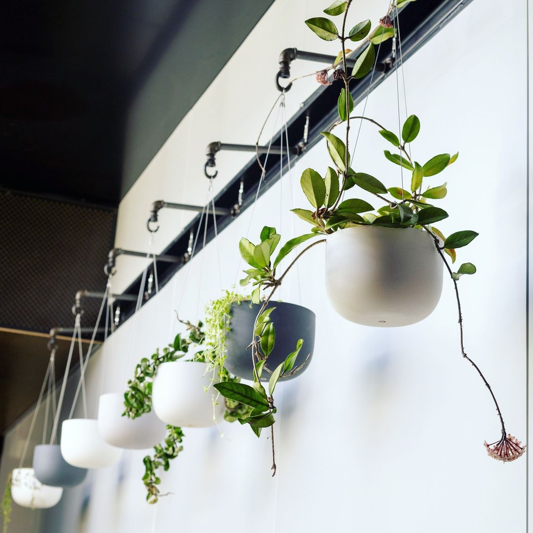Very happy with the results of six months arsing about with ways to hang plants in the hallway.