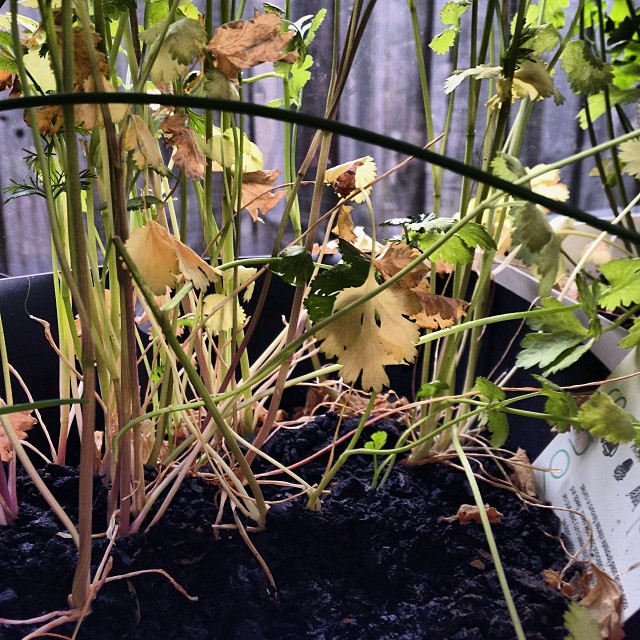 Looks like my coriander will not survive this heatwave.