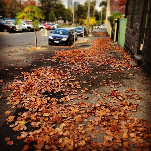 How did such small trees drop so many leaves?