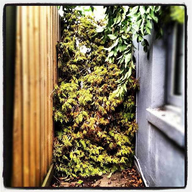 My new vertical garden — also known as the tree I cut down that is now jammed into the side of my house.
