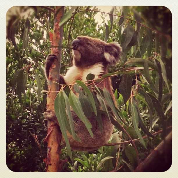 Even in the bush in Australia, everyone gets rather excited to see a koala.