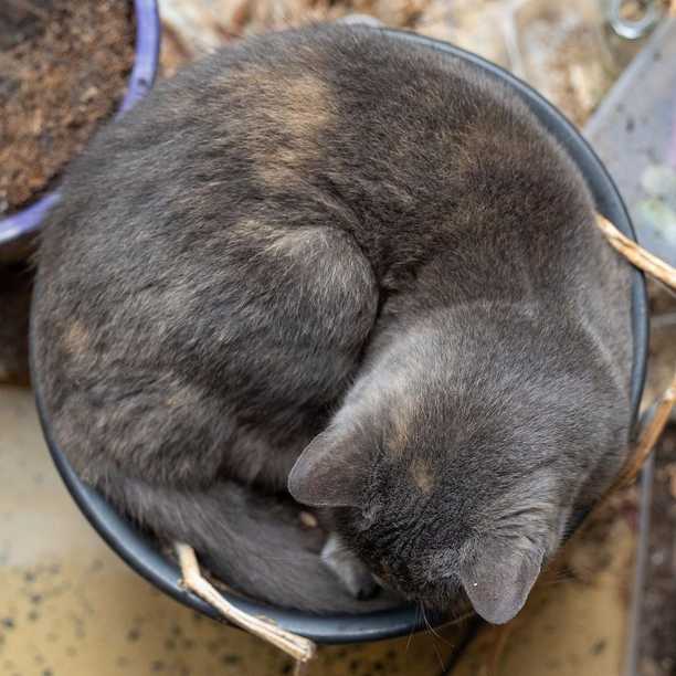 So many ways to sleep in a plant pot