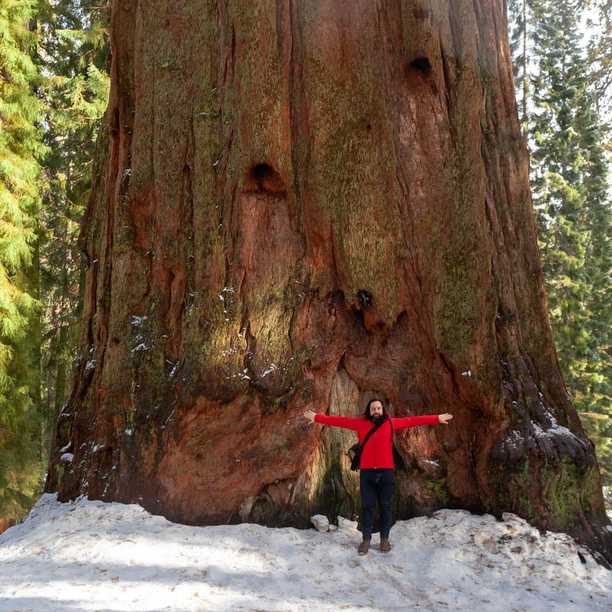 Sequioa National Park and the world’s largest tree, known as General Sherman