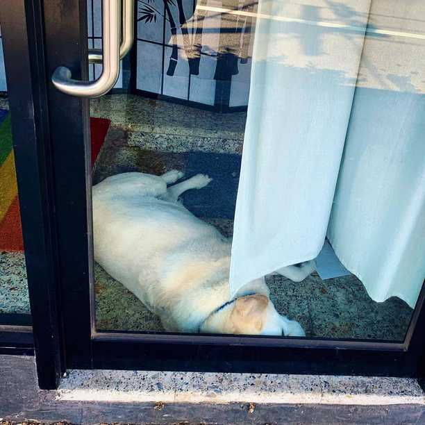 Good dog is very effective at denying entry to customers.